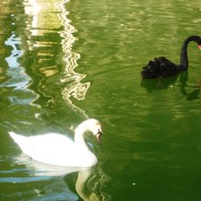 Схема вышивки «Пара лебедей»