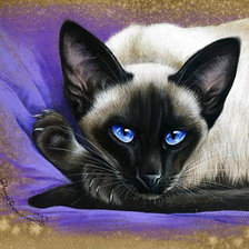 Схема вышивки «Gato.»