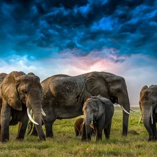 Схема вышивки «Семья слонов»