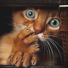 Схема вышивки «котенок»