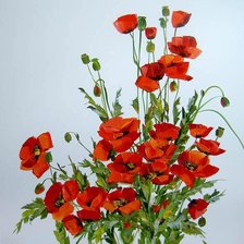 Схема вышивки «Людмила Скрипченко букет маков»