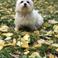 Схема вышивки «Болонка»