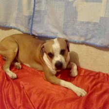 Схема вышивки «№2392942»