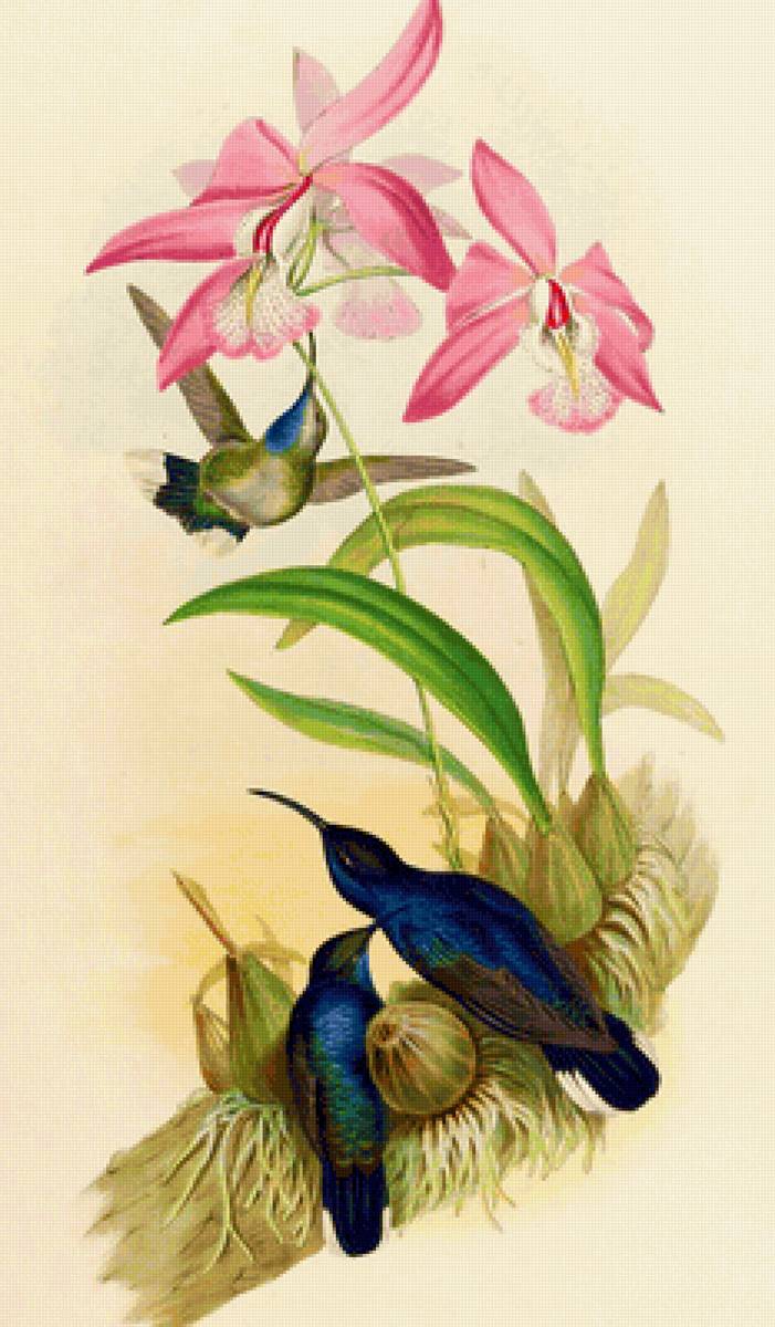 Pássaros . - pássaros. flores. - предпросмотр