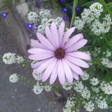 Схема вышивки «Сиреневая ромашка мадейра»