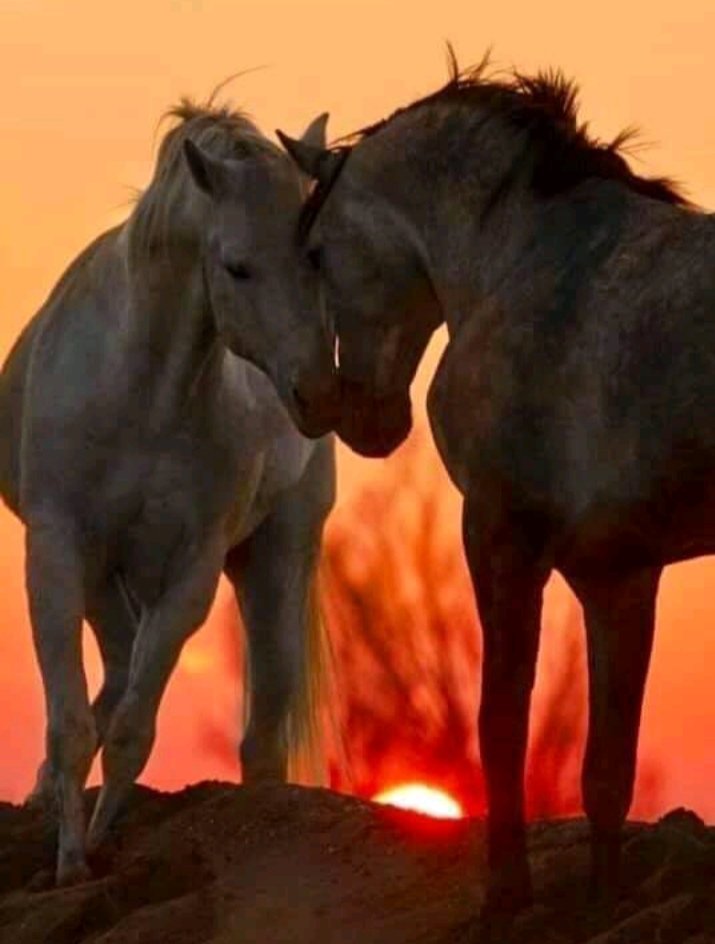 Нежность - миф, лошади - оригинал