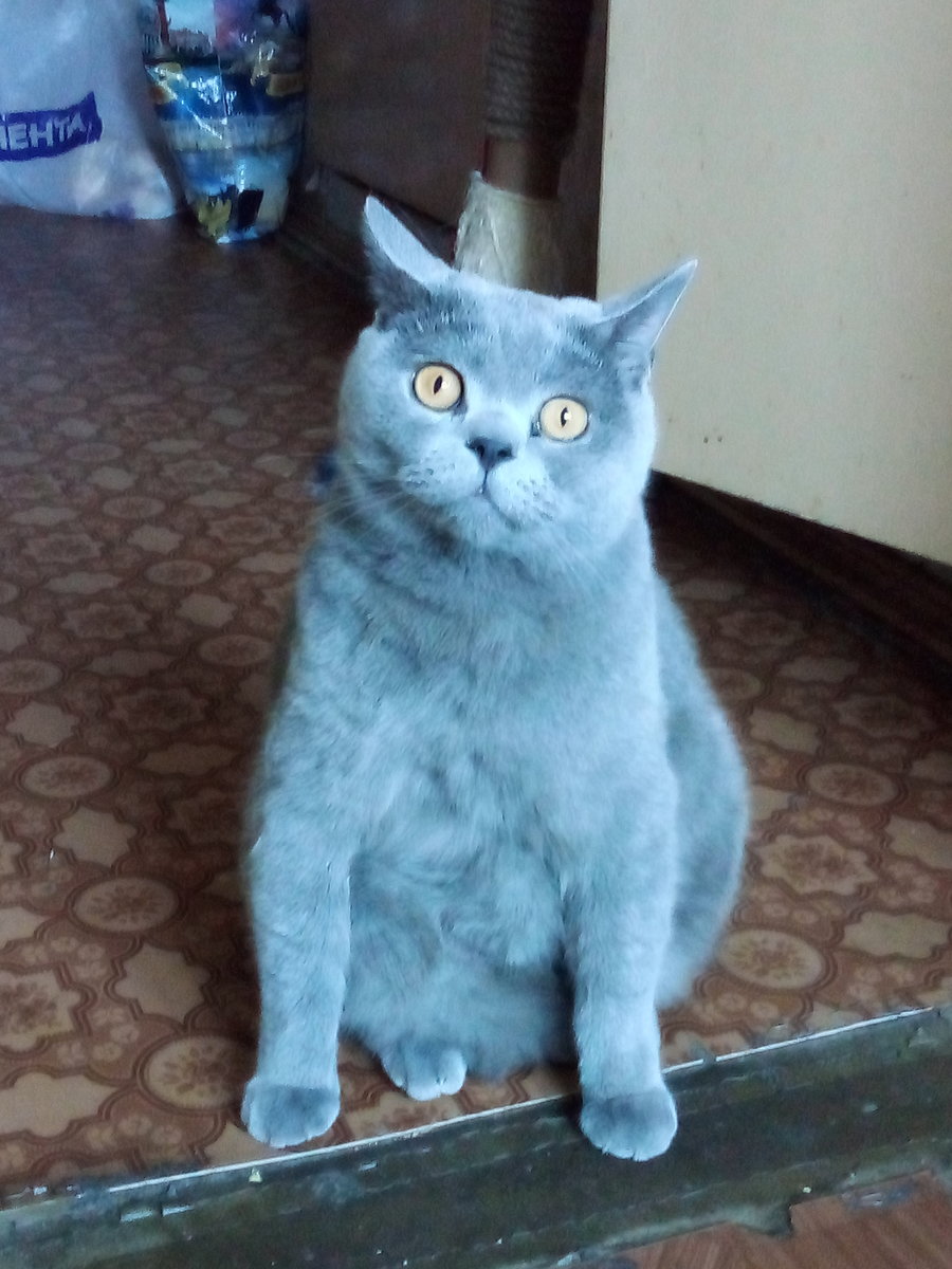 Санечка-лапочка 🐾 - оригинал