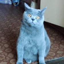 Схема вышивки «Санечка-лапочка 🐾»