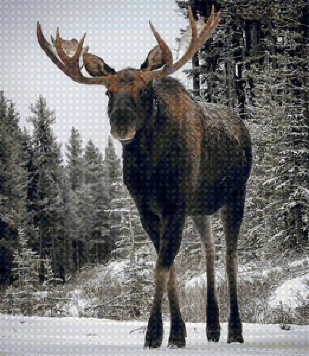 лось - предпросмотр