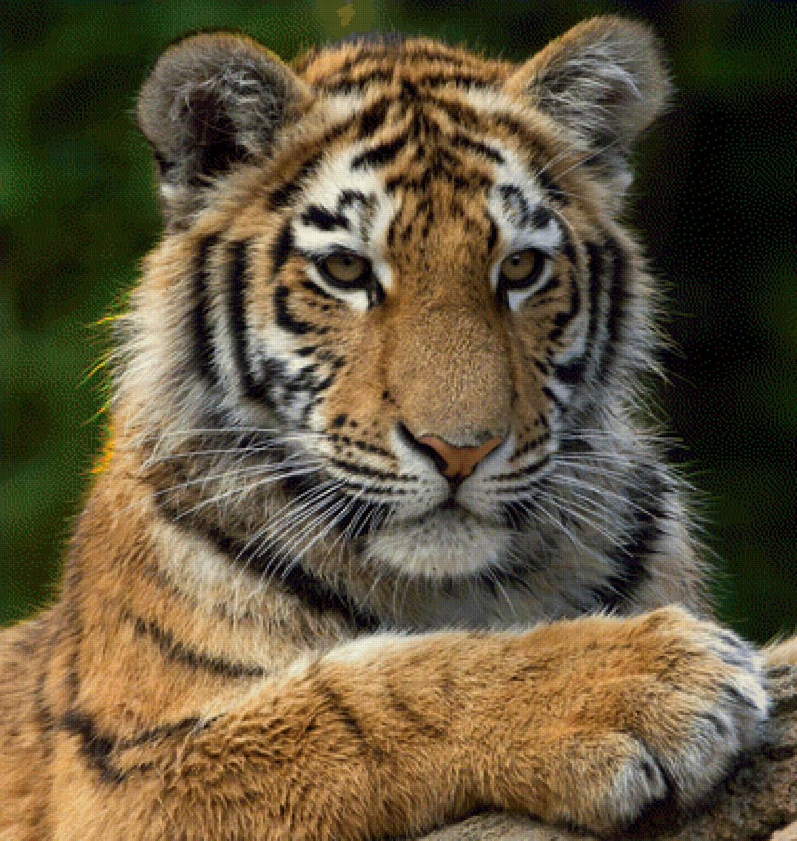 Тигрица - предпросмотр