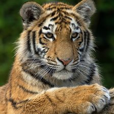 Схема вышивки «Тигрица»