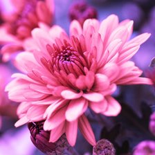 Схема вышивки «Цветочек»