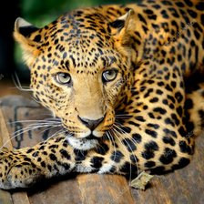 Схема вышивки «№2394953»