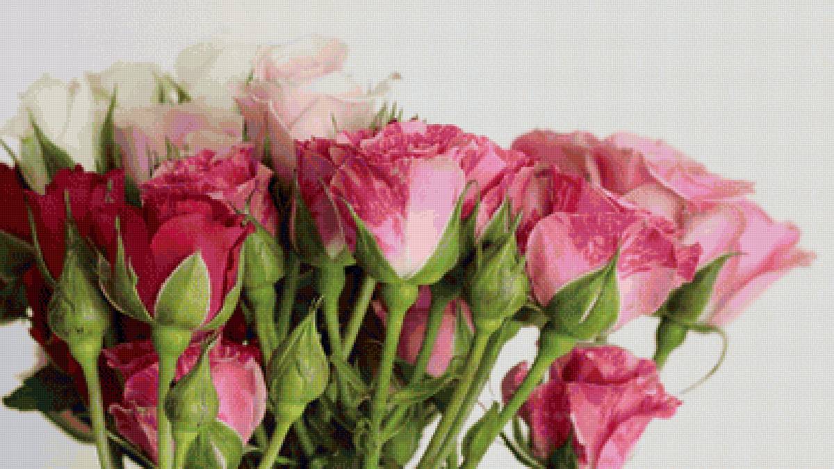 Роза кустовая - роза, сад, цветы - предпросмотр