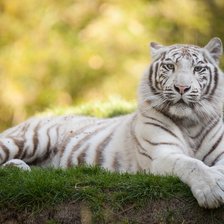 Схема вышивки «Тигр альбинос»