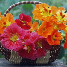 Схема вышивки «№2395307»