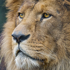 Схема вышивки «Лев»
