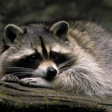 Схема вышивки «Енот полоскун»