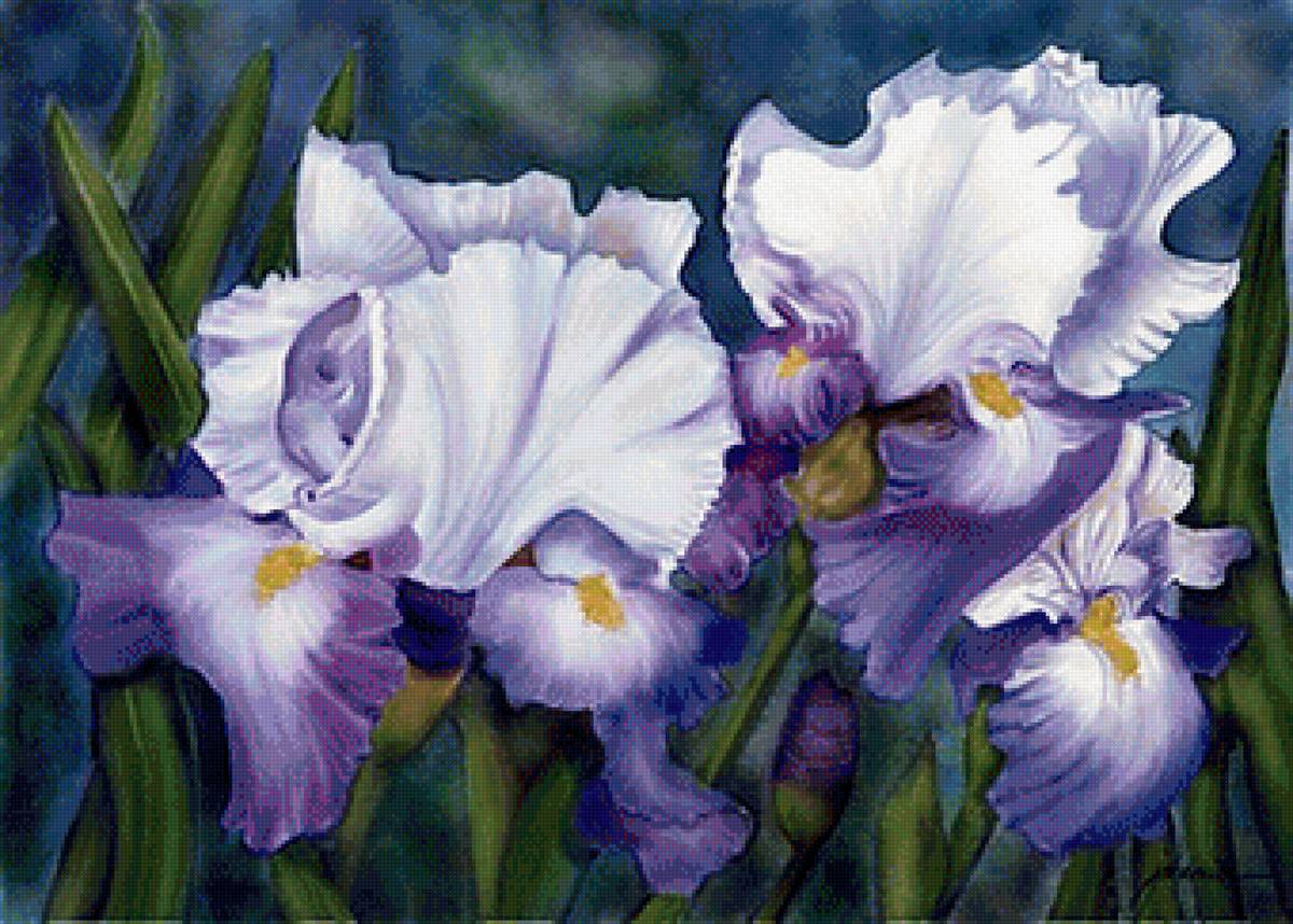 Ирис fabuleux - цветы, картина, ирисы - предпросмотр