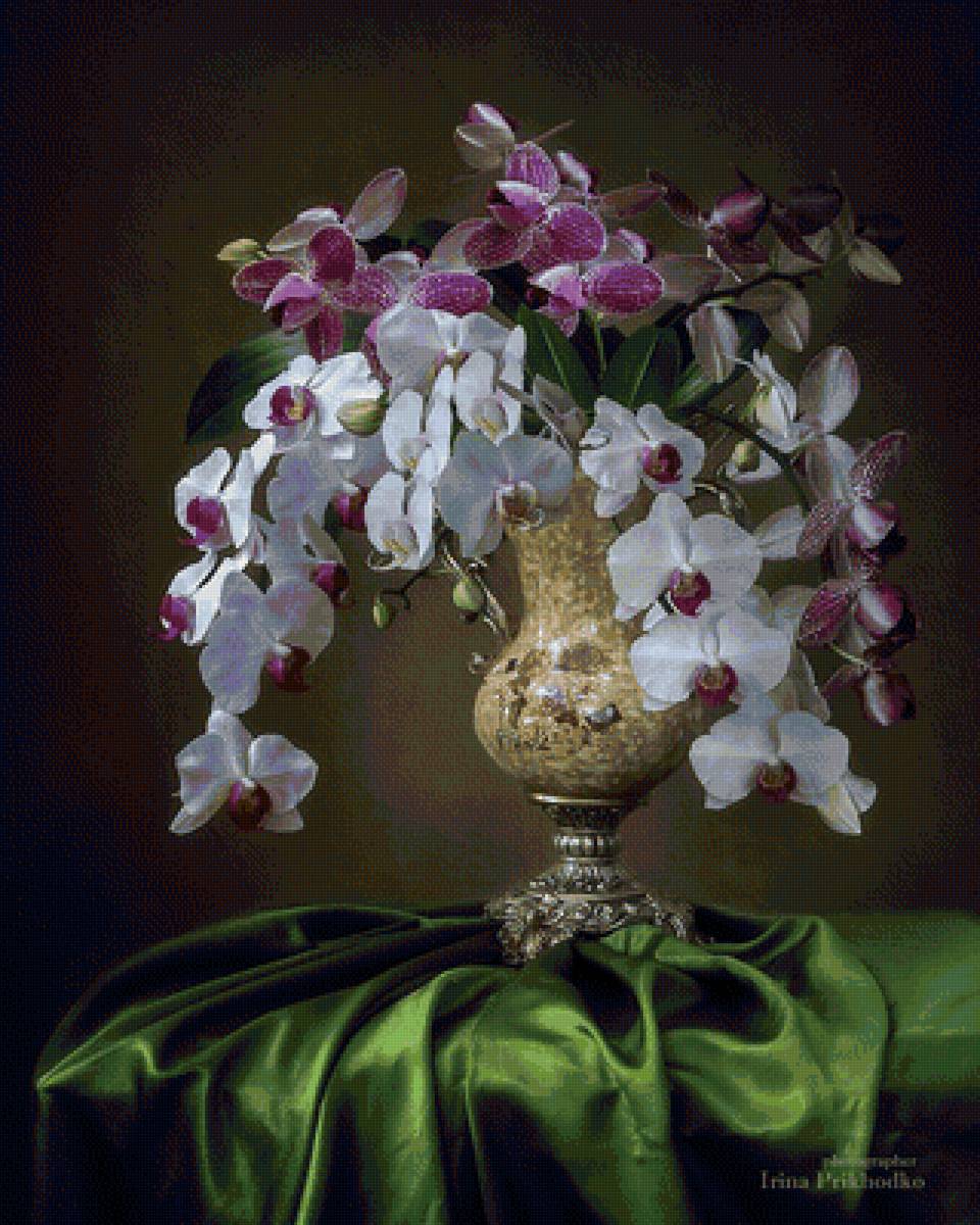 Орхидея - цветы, орхидея - предпросмотр