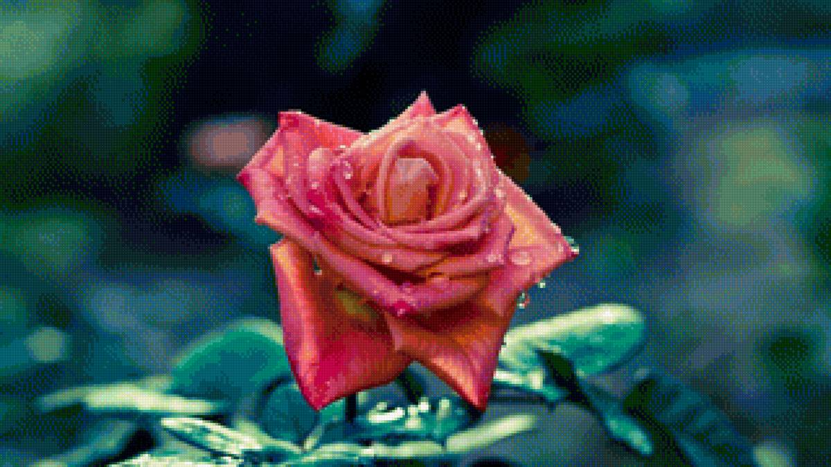 Цветок розы - цветок, роза, цветы - предпросмотр