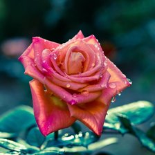 Схема вышивки «Цветок розы»