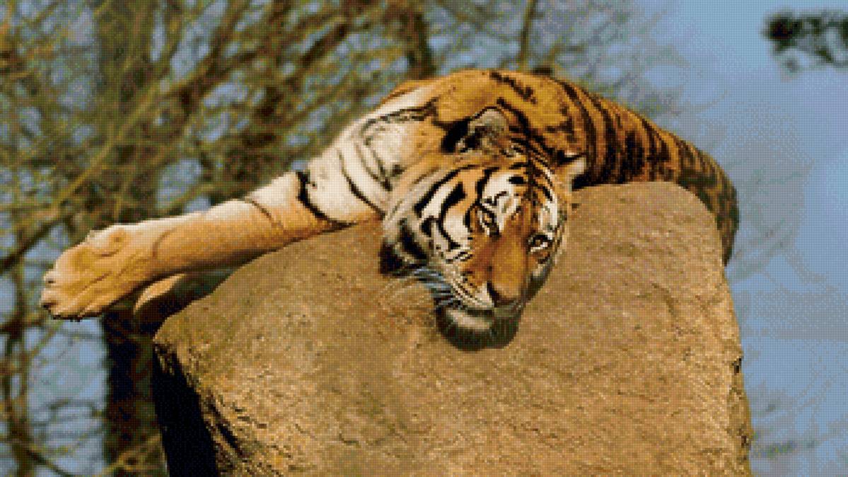 Тигр - большие кошки, животные, тигр - предпросмотр