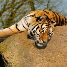 Схема вышивки «Тигр»