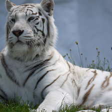 Схема вышивки «Бенгальский тигр»