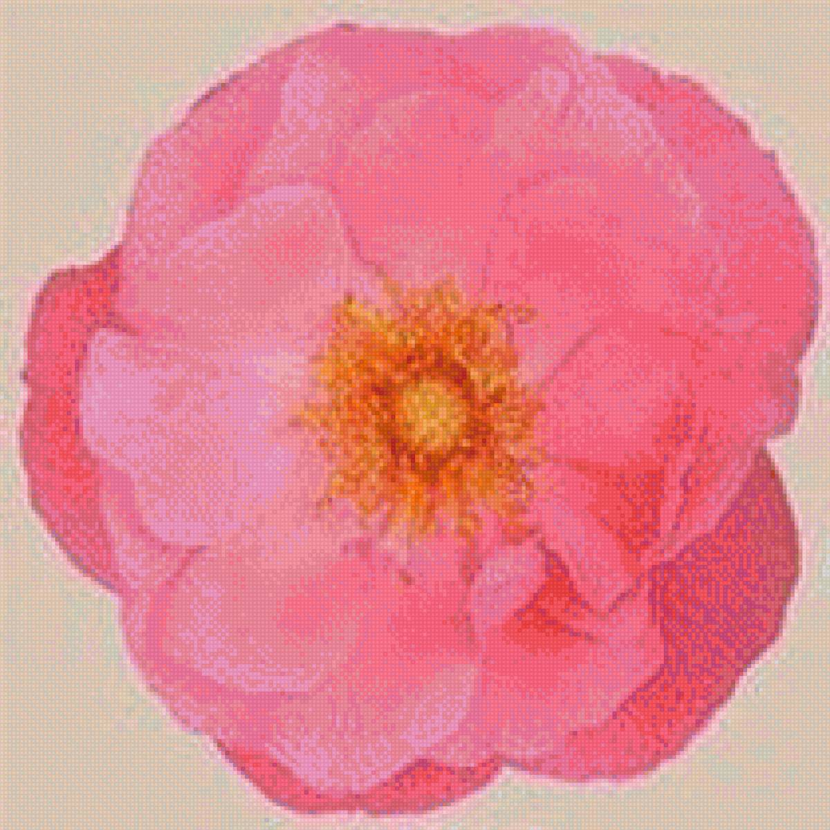 Пион салмон дрим - подушка, цветок, пион - предпросмотр