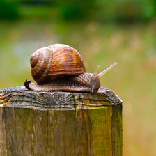 Схема вышивки «Красивая виноградная улитка»