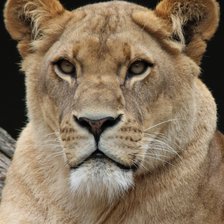 Схема вышивки «Львица»