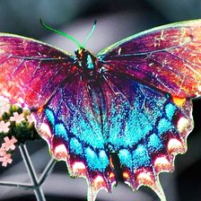 Схема вышивки «Бабочка»