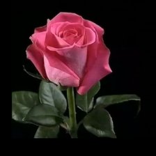 Схема вышивки «цветок»