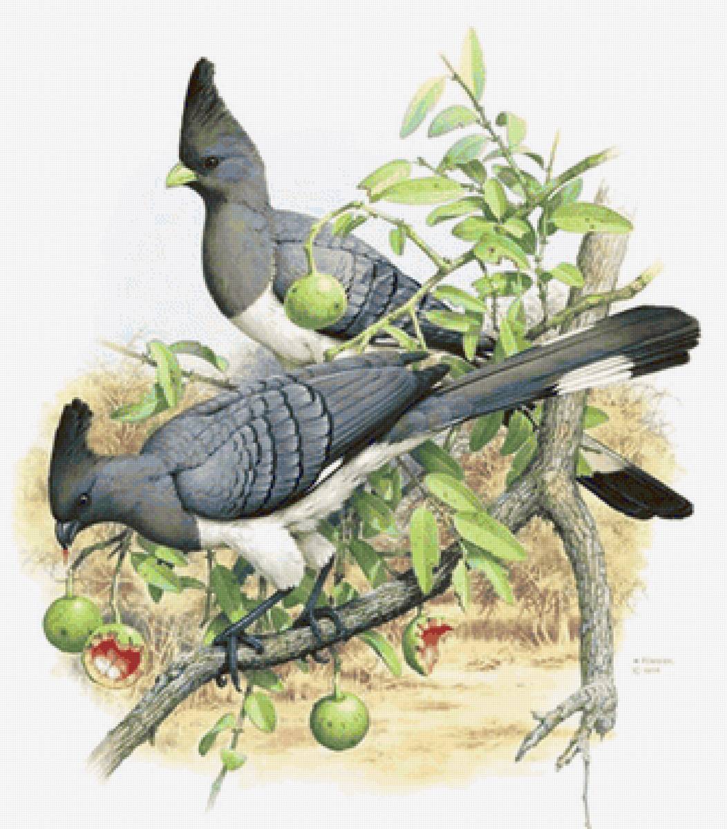 Pássaros. - pássaros. arvore. frutas. - предпросмотр