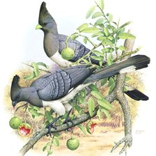 Схема вышивки «Pássaros.»