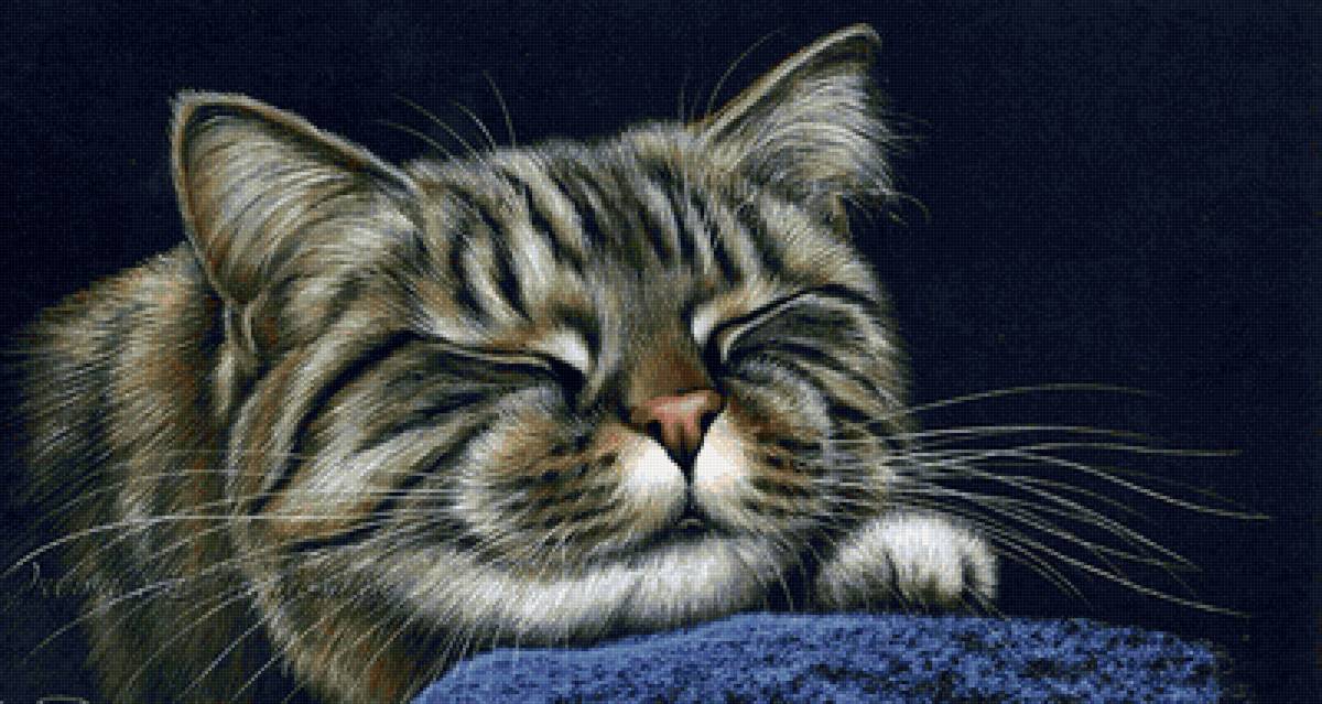 Gato. - animais. - предпросмотр