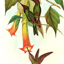 Схема вышивки «Pássaros.»