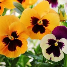 Схема вышивки «Виола крупноцветковая экстрада еллоу (фиалки)»