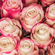 Роза эквадор свитнесс