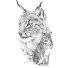 Рысь. Набросок