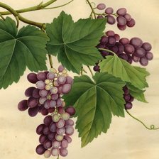 Схема вышивки «uvas 02»