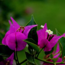 Схема вышивки «Орхидея бугенвиллия»