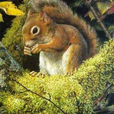 Схема вышивки «Белка»