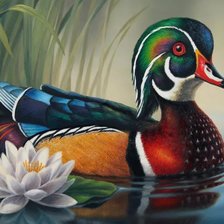 Схема вышивки «селезень»