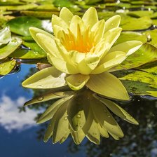 Схема вышивки «Без названия»