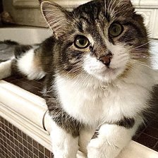 Схема вышивки «Миракл»