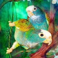 Схема вышивки «Попугаи»