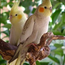 Схема вышивки «Кореллы»