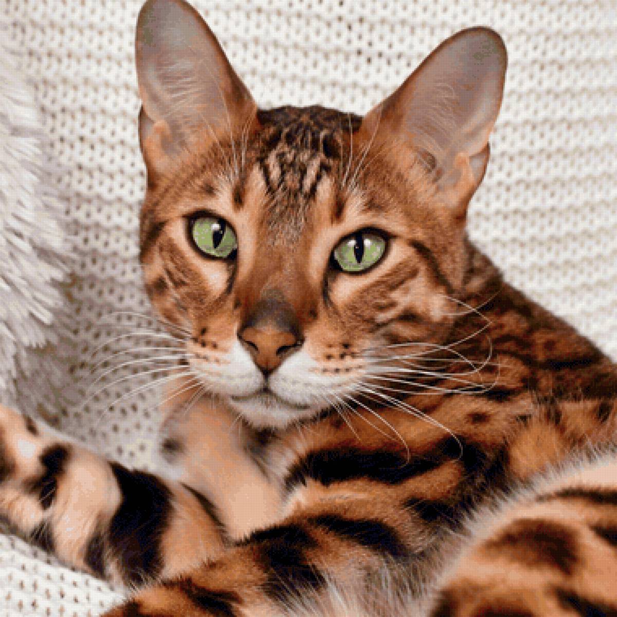 Gato. - animais. - предпросмотр